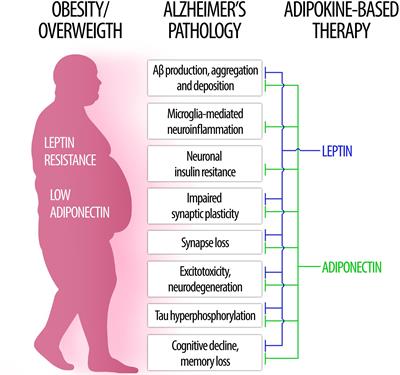 The Role of Leptin and Adiponectin in Obesity-Associated Cognitive Decline and Alzheimer’s Disease